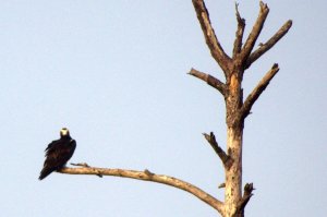 roofvogel