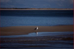 Meeuw op strand