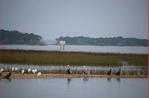 Vogels in Sisters Creek