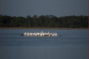 vogels op eiland