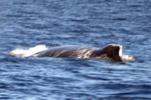 Humpback Whale