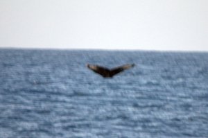 Humpback Whale staart