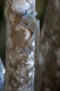 Salamander