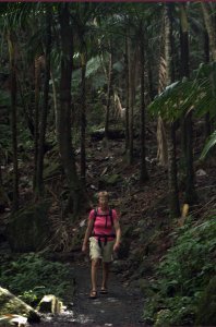 Ank loopt in El Yunque