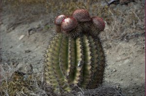 Cactus