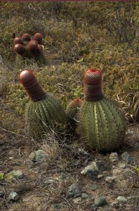 Cactus