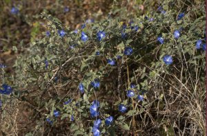 Blauwe bloemen