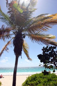 Palmboom op Navs