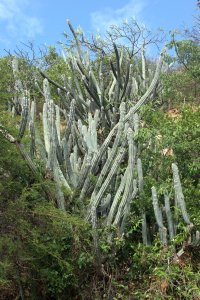 Cactussen