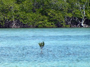 Gilligans Island