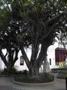 Ponce