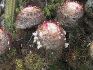 Cactussen