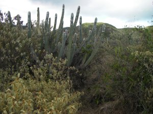 Trail met grote cactus