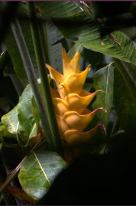 gele palulu