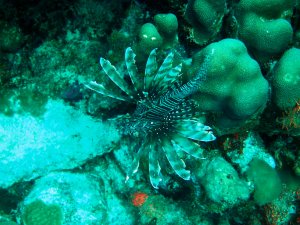 Lionfish
