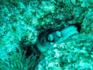 verstopte octopus