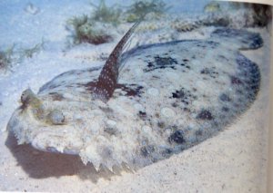 peacock flounder