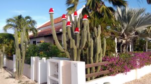 versierde cactussen
