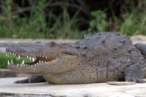bek krokodil
