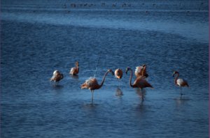flamingos