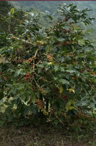 koffieplant