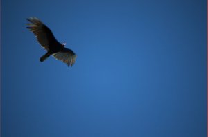 roofvogel
