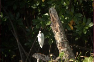 witte vogel