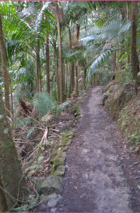 Big Tree pad in El Yunque
