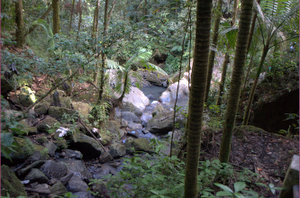 Beekje in El Yunque