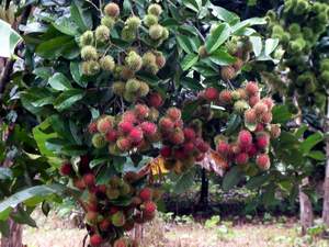 Lychees
