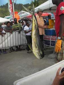 Yellow fin tuna weegt ongeveer 20 kg
