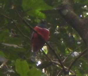 Collared trogon