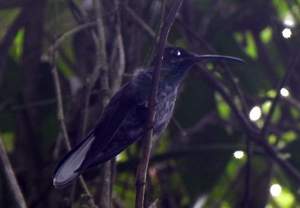 Humming bird