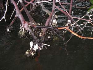 Oesters groeien aan bomen