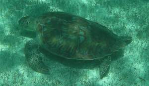 Schildpad