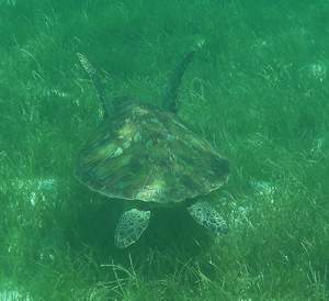 Zwemmende schildpad