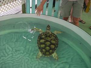 Hawks turtle van een paar jaar oud