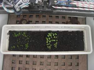 Basilicum en rucola komen op