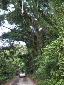 De noordoostkust van Martinique