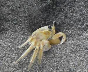 Krabben op het strand verdwijnen snel in hun holletje