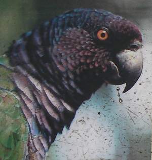 Sisserou Parrot