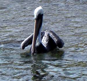 Pelikaan in het water