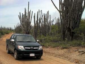 Toyota rijdt tussen de cactussen