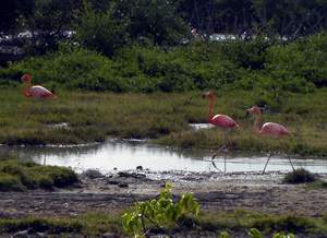 Flamingos