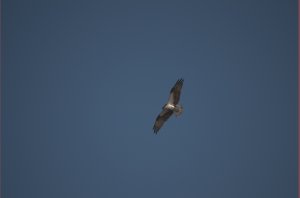 Roofvogel bij Barge Canal