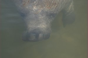 Zeekoe