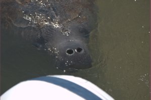 Zeekoe vlakbij achterkant dinghy