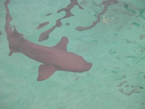 Nurse Shark; ongevaarlijke haai, zegt men