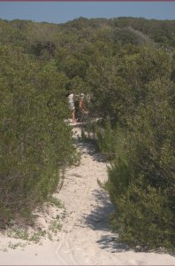 Wandelpaadje op Cumberland Island