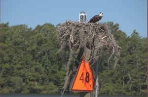 Nest op vaarwegmarker